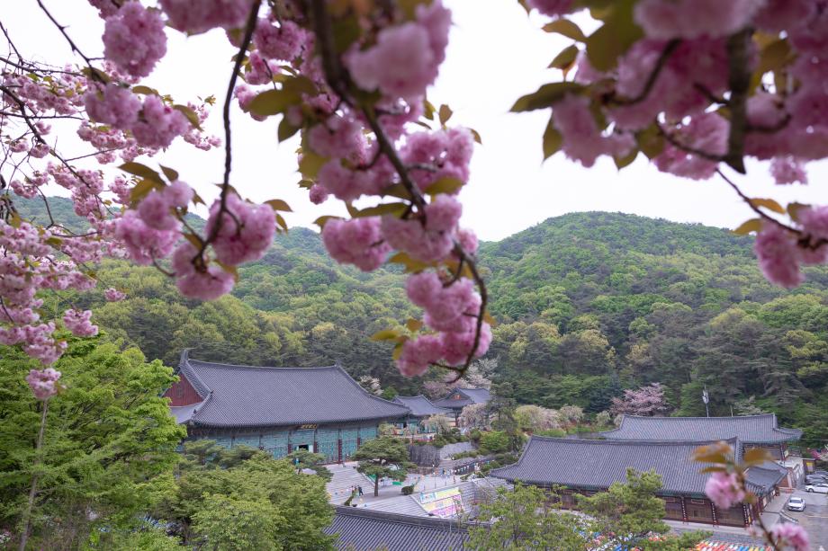 봄의 사찰 각원사 겹벚꽃이 만개한 아름다운 풍경속으로